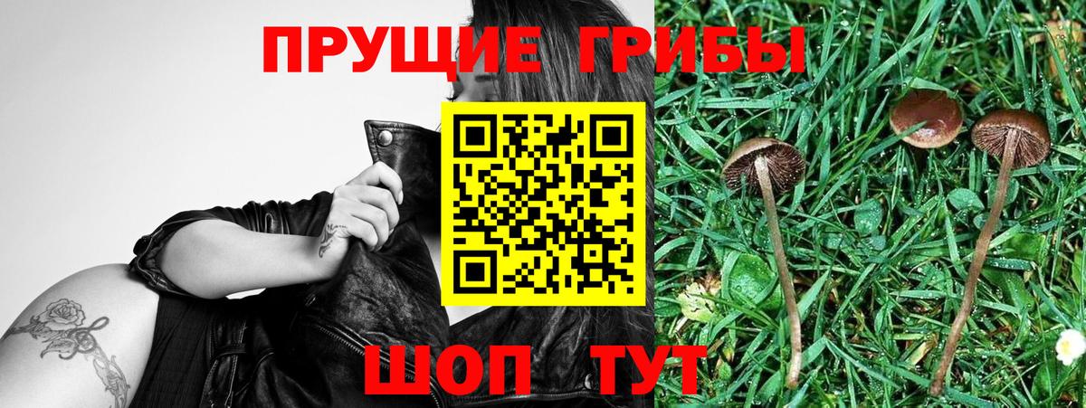 Псилоцибиновые грибы GOLDEN TEACHER Морозовск