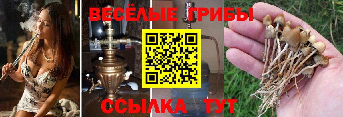 Псилоцибиновые грибы Psilocybine cubensis  Вход с VPN  Морозовск  Галлюциногенные грибы GOLDEN TEACHER 